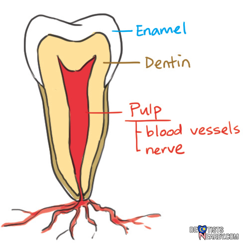 Anatomy-tooth-dentistsnearby