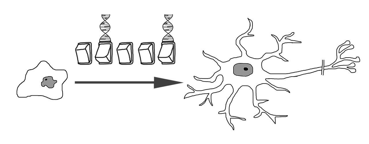 stem-cells-diagram