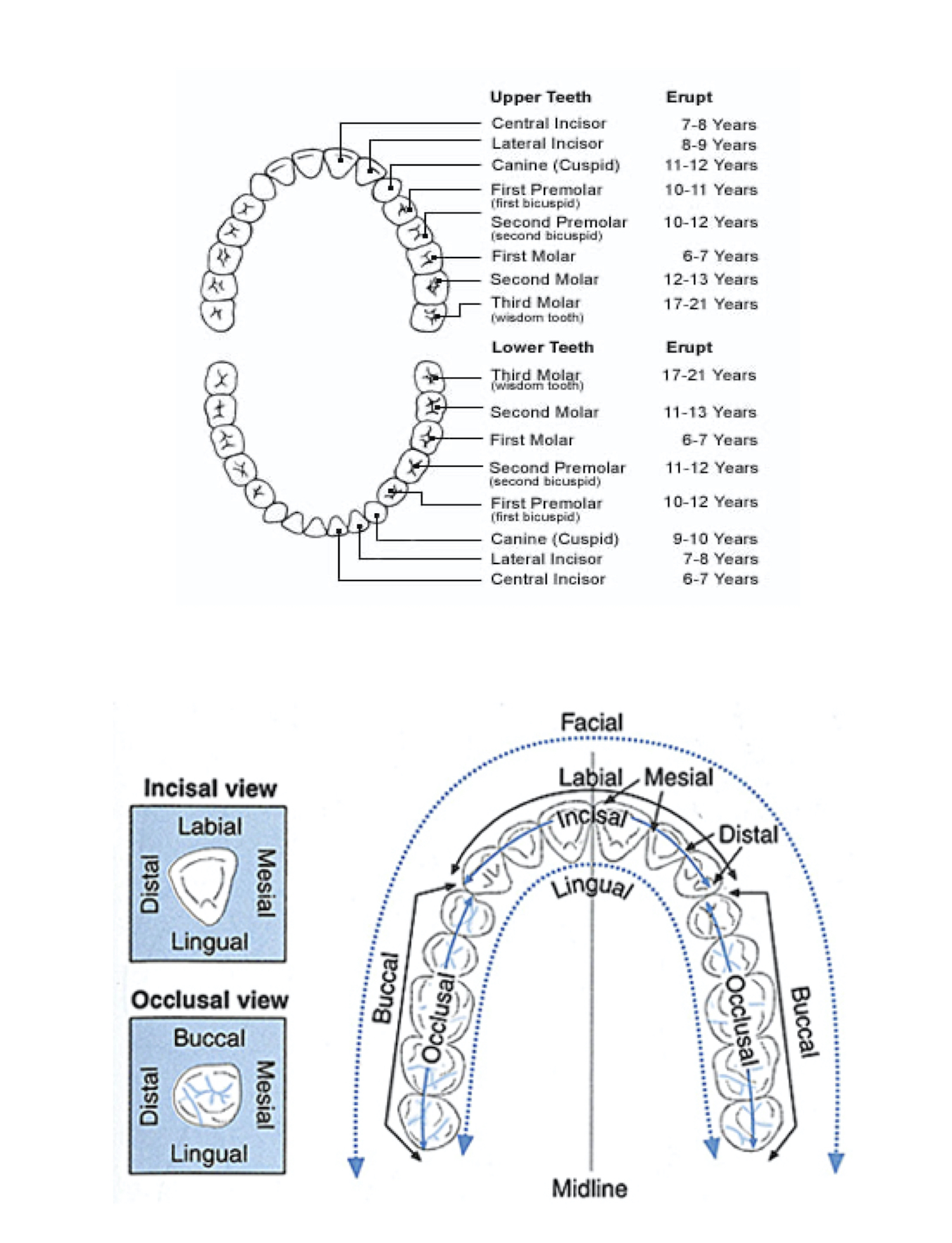 Dental Abbreviations , Terminology & Diagrams Dental Clinics